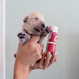 Girl 4 - Berry - Light golden female Golden Retriever puppy in Mc Minnville, Tennessee from Wishaw Whisky Golden Retrievers
