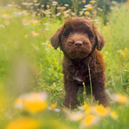 Goldendoodle and Siberian Husky Puppies from Harmony Goberians