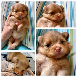 Penelope - Chocolate sable female Pomeranian puppy in Forsyth, Illinois from Amazing Grace Pomeranians