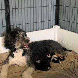 Bernedoodle Puppies from Hollie Walker's Bernedoodles