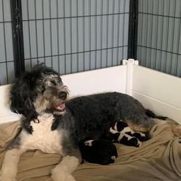 Bernedoodle Puppies from Hollie Walker's Bernedoodles