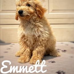 Emmett - Cream male Goldendoodle puppy in Middleton, Idaho from Gem State Doodles
