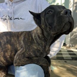Pink Collar - Black brindle female Cane Corso puppy in Kingsport, Tennessee from Gray Cane Corsos