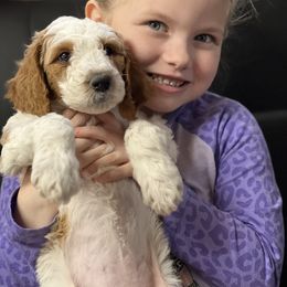 Goldendoodle Puppies from Platte Doodles