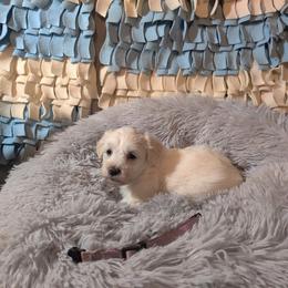 Coton de Tulear and Poodle Puppies from Legacy Pets