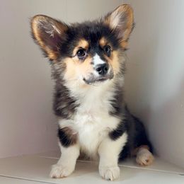 Stevie - Black and tan female Pembroke Welsh Corgi puppy in Chubbuck, Idaho from Sunny J Corgis and Mini Americans