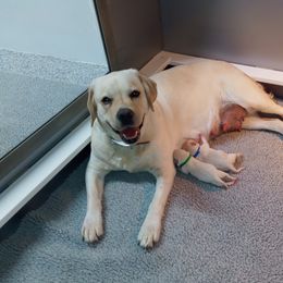 Aurora - Labrador Retriever