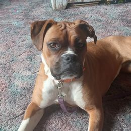 Lariat - Boxer