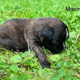 Boxer Puppies from Von Royal Dell’Infinite