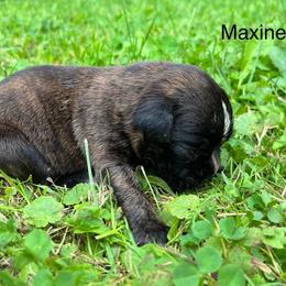Boxer Puppies from Von Royal Dell’Infinite