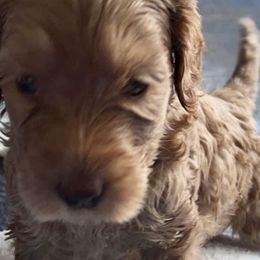 Girl 10 - Red Australian Labradoodle puppy in Lodi, California from These Charm's Doods