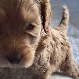 Girl 10 - Red Australian Labradoodle puppy in Lodi, California from These Charm's Doods