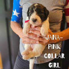 Jana - Saint Berdoodle puppy from Doodles by Starlight