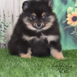 Girl 1 - Black and tan female Pomeranian puppy in Fort Jones, California from High Rocking Pom Poms