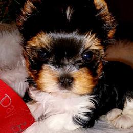 Yorkshire Terriers from Bello Toys