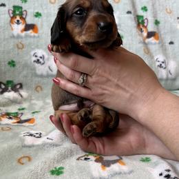 Dachshund, Pembroke Welsh Corgi, and Toy Australian Shepherd Puppies from Journey’s End CAD Farm