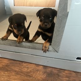 Rottweiler Puppies from Rott Nation Dog Breeding