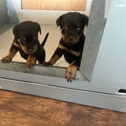 Rottweiler Puppies from Rott Nation Dog Breeding