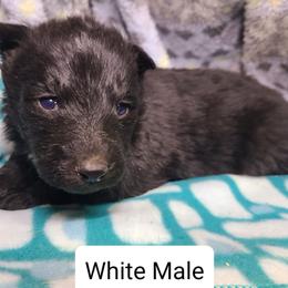 White Collar Male - Black male German Shepherd puppy in Cadet, Missouri from Working Valley Shepherds
