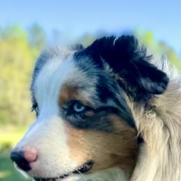 Aussiedoodles, Australian Shepherds, and Miniature Australian Shepherds from Ten Mile Aussies