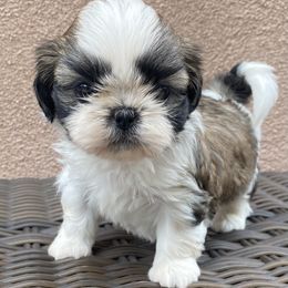 Shih Tzu Puppies from Willow Lane Shih Tzus