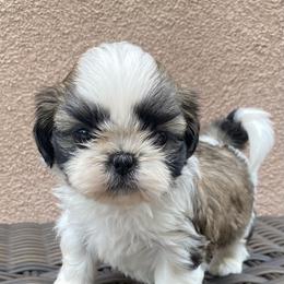 Shih Tzu Puppies from Willow Lane Shih Tzus