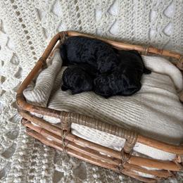 Solid Black Girl - Black female Poodle puppy in Anna, Texas from Sweet Country Standards
