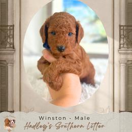 Winston - Red  male Goldendoodle puppy in Norcross, Georgia from Teddy Puppies