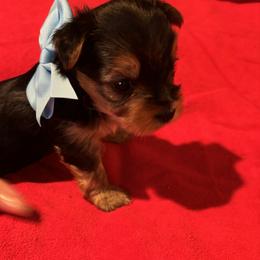 Yorkshire Terrier Puppies from Rosenthal Yorkies