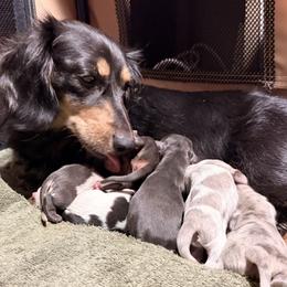 Maisie - Dachshund