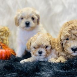 Cavalier King Charles Spaniel and Cavapoo Puppies from Northern’s Cute Cuddly Cava poo’s and Cavaliers