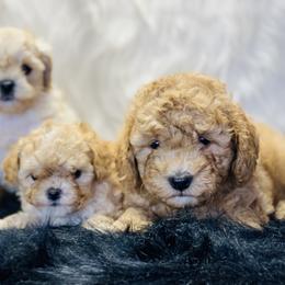 Cavalier King Charles Spaniel and Cavapoo Puppies from Northern’s Cute Cuddly Cava poo’s and Cavaliers