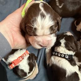 Green - Liver and white male English Springer Spaniel puppy in Wells, Vermont from Everyday Sunshine Springers