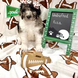 Riza - female Golden Mountain Doodle puppy in Victoria, Texas from Deidre's Doodles
