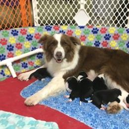 Border Collie Puppies from Covergaze Border Collies