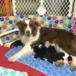 Border Collie Puppies from Covergaze Border Collies