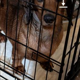 Rusty - Dachshund