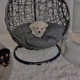 Morkie Puppies from Smart Farms