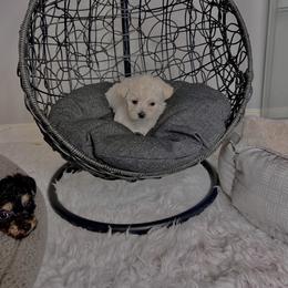 Morkie Puppies from Smart Farms