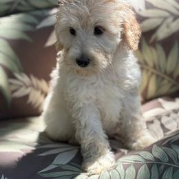 Peanut - Cream female Labradoodle puppy in Somerset, California from Annie’s Animals