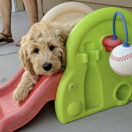 Australian Labradoodle Puppies from Loyal Heart Labradoodles