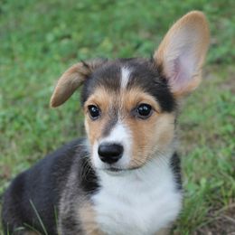 Girl 2 - Black and tan Pembroke Welsh Corgi puppy in Southington, Ohio from Kovar corgis