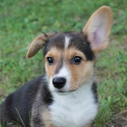 Girl 2 - Black and tan Pembroke Welsh Corgi puppy in Southington, Ohio from Kovar corgis