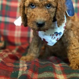 Labradoodle Puppies from Hippie Hollow Doodles