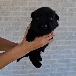 Ruth Gordon - Black female German Shepherd puppy in Winston Salem, North Carolina from Samtastic Shepherds