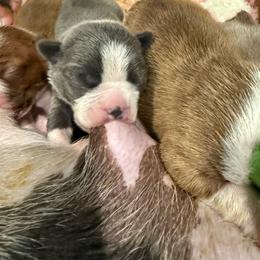 Delsy - Blue female Boston Terrier puppy in Monroe, Washington from Nordkyn Boston Terriers
