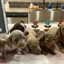 Dachshunds from Berry Dachshunds