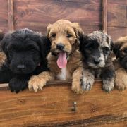 Whoodle Puppies from Schmidt's K9s