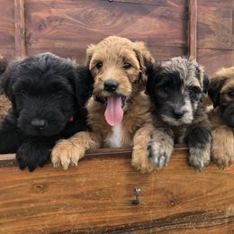Whoodle Puppies from Schmidt's K9s