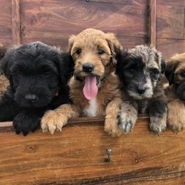 Whoodle Puppies from Schmidt's K9s